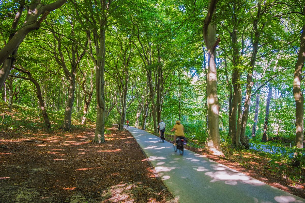 Een fietspad door het Bergerbos, omgeven door hoge, dichtbegroeide bomen. Zonlicht filtert door het groene bladerdak en werpt schaduwen op de grond. Fietsers en wandelaars genieten van de natuurlijke omgeving.